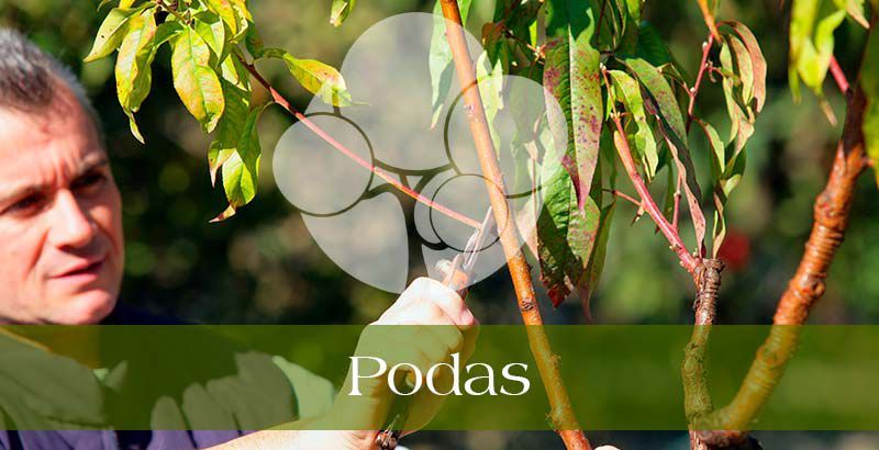 empresa-de-jardinería-en-Madrid