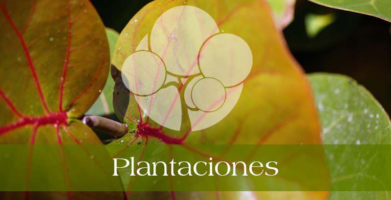 empresa-de-jardinería-en-Madrid