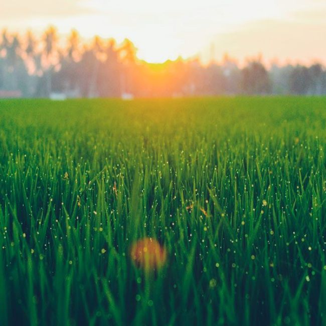 Servicios de jardinería en el norte de Madrid Jardinería López de la Rica