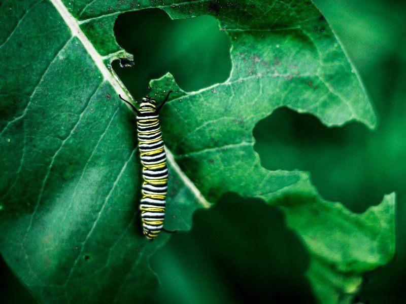 Tratamientos fitosanitarios para plantas y árboles en Madrid