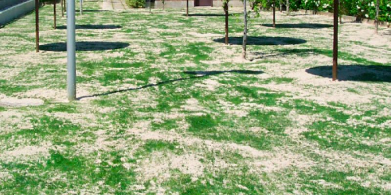 Sílice para césped natural para jardines en Madrid