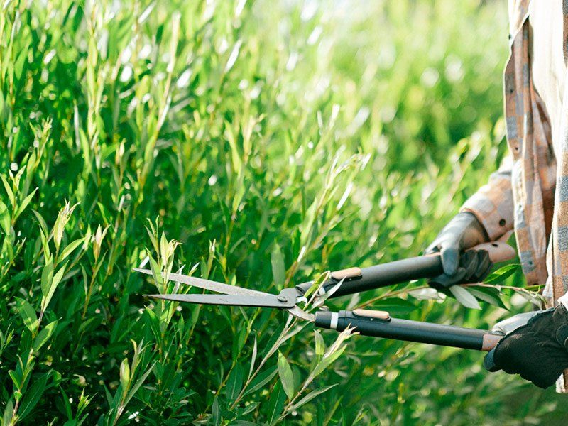 Servicios y trucos para el mantenimiento de jardines en Madrid Servicios y trucos para el mantenimiento de jardines en Madrid