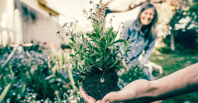 Servicios de jardinería en Madrid con López de la Rica