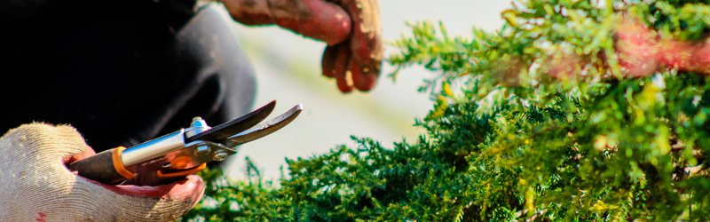 Trabajador de Jardinería López de la Rica con tijeras profesionales podando un seto