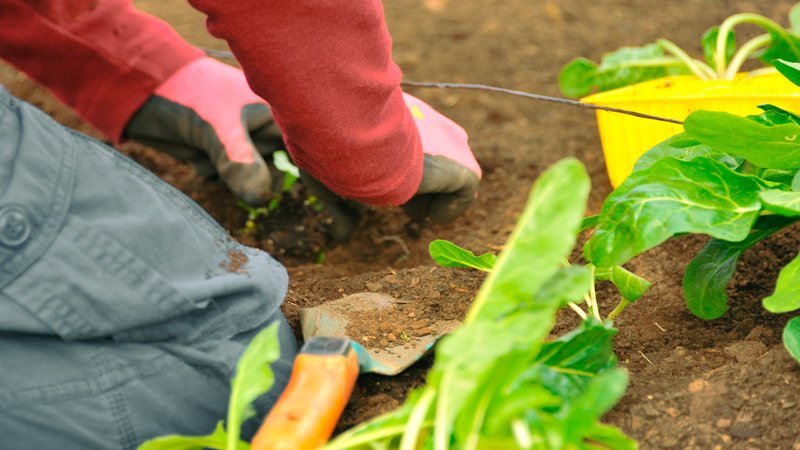 Trabajador de Jardinería López de la Rica plantando semillas en un jardín